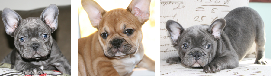French Bulldog Puppies