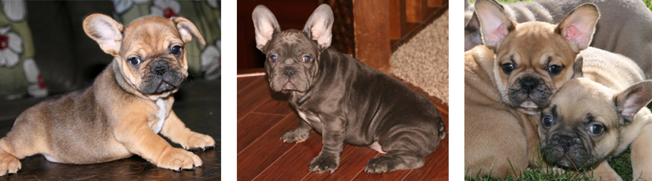 French Bulldog Puppies