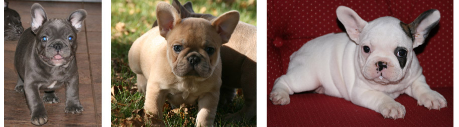 French Bulldog Puppies