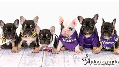French Bulldog Puppies South Dakota